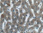 IDO2 Antibody in Immunohistochemistry (Paraffin) (IHC (P))
