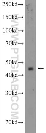IDO2 Antibody in Western Blot (WB)