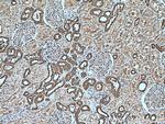CAPNS1 Antibody in Immunohistochemistry (Paraffin) (IHC (P))