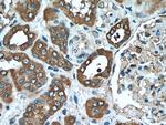 CAPNS1 Antibody in Immunohistochemistry (Paraffin) (IHC (P))