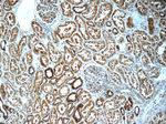CAPNS1 Antibody in Immunohistochemistry (Paraffin) (IHC (P))