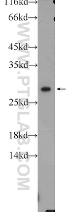 CAPNS1 Antibody in Western Blot (WB)