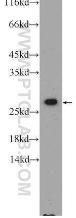 CAPNS1 Antibody in Western Blot (WB)