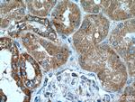 RNF135 Antibody in Immunohistochemistry (Paraffin) (IHC (P))