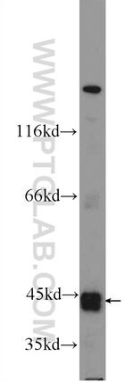 RNF135 Antibody in Western Blot (WB)