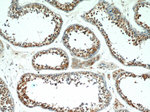 KLHL15 Antibody in Immunohistochemistry (Paraffin) (IHC (P))