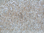 KLHL15 Antibody in Immunohistochemistry (Paraffin) (IHC (P))
