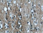 KLHL15 Antibody in Immunohistochemistry (Paraffin) (IHC (P))