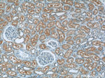 OTUD4 Antibody in Immunohistochemistry (Paraffin) (IHC (P))