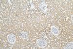 OTUD4 Antibody in Immunohistochemistry (Paraffin) (IHC (P))