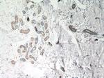 TGM5 Antibody in Immunohistochemistry (Paraffin) (IHC (P))