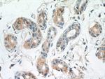 TGM5 Antibody in Immunohistochemistry (Paraffin) (IHC (P))
