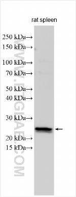 TMEM134 Antibody in Western Blot (WB)