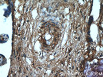GNE Antibody in Immunohistochemistry (Paraffin) (IHC (P))