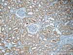 GNE Antibody in Immunohistochemistry (Paraffin) (IHC (P))