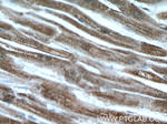 PGP Antibody in Immunohistochemistry (Paraffin) (IHC (P))