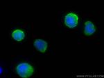 APOBEC3A Antibody in Immunocytochemistry (ICC/IF)