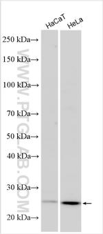 APOBEC3A Antibody in Western Blot (WB)
