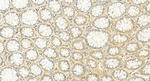 NPSR1 Antibody in Immunohistochemistry (Paraffin) (IHC (P))