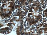 DOCK6 Antibody in Immunohistochemistry (Paraffin) (IHC (P))