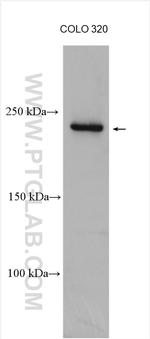 DOCK6 Antibody in Western Blot (WB)