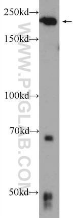 DOCK6 Antibody in Western Blot (WB)