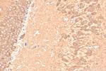PPM1E Antibody in Immunohistochemistry (Paraffin) (IHC (P))