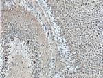 PCDH9 Antibody in Immunohistochemistry (Paraffin) (IHC (P))