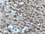 PCDH9 Antibody in Immunohistochemistry (Paraffin) (IHC (P))