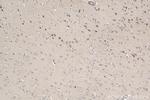 PCDH9 Antibody in Immunohistochemistry (Paraffin) (IHC (P))