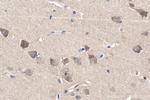 PCDH9 Antibody in Immunohistochemistry (Paraffin) (IHC (P))