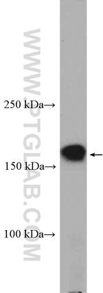 PCDH9 Antibody in Western Blot (WB)