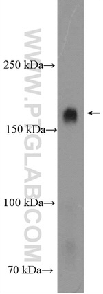 PCDH9 Antibody in Western Blot (WB)
