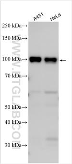 IGFN1 Antibody in Western Blot (WB)