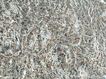 WFDC12 Antibody in Immunohistochemistry (Paraffin) (IHC (P))