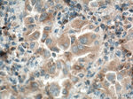 WFDC12 Antibody in Immunohistochemistry (Paraffin) (IHC (P))