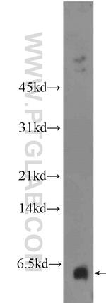 GALP Antibody in Western Blot (WB)