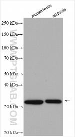 DNAJB13 Antibody in Western Blot (WB)