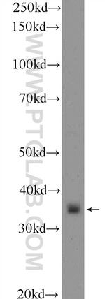DNAJB13 Antibody in Western Blot (WB)