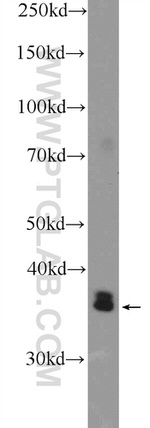 DNAJB13 Antibody in Western Blot (WB)