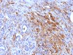Ferritin, Light Chain Antibody in Immunohistochemistry (Paraffin) (IHC (P))