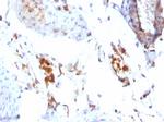 Ferritin, Light Chain Monoclonal Antibody (FTL, 1386)