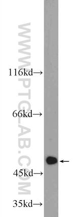 C6orf211 Antibody in Western Blot (WB)