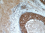 C6orf211 Antibody in Immunohistochemistry (Paraffin) (IHC (P))