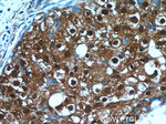 C6orf211 Antibody in Immunohistochemistry (Paraffin) (IHC (P))