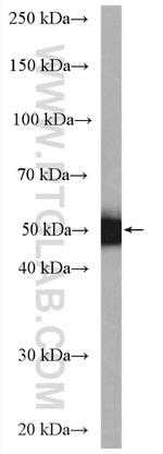 C6orf211 Antibody in Western Blot (WB)