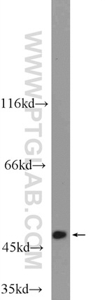 C6orf211 Antibody in Western Blot (WB)