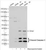 Cleaved Caspase 3 Antibody in Western Blot (WB)