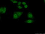 RNF38 Antibody in Immunocytochemistry (ICC/IF)