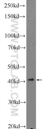 RNF38 Antibody in Western Blot (WB)